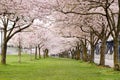 Cherry Blossom Trees in Waterfront Park