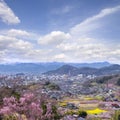 Cherry-blossom trees & x28;Sakura& x29; and many kinds of flowers in Hanam