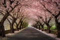 a cherry blossom tunnel, with blooming trees arching overhead