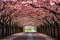 a cherry blossom tunnel, with blooming trees arching overhead