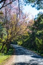 Cherry blossom tunnel at Doi Ang Khang Royalty Free Stock Photo