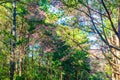 Cherry blossom tunnel at Doi Ang Khang Royalty Free Stock Photo