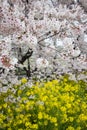 Cherry blossom tunnel and fields of yellow flowering nanohana at Kumagaya Arakawa Ryokuchi Park in Kumagaya,Saitama,Japan.Also kno Royalty Free Stock Photo