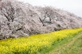 Cherry blossom tunnel and fields of yellow flowering nanohana at Kumagaya Arakawa Ryokuchi Park in Kumagaya,Saitama,Japan.Also kno Royalty Free Stock Photo