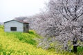 Cherry blossom tunnel and fields of yellow flowering nanohana at Kumagaya Arakawa Ryokuchi Park in Kumagaya,Saitama,Japan.Also kno Royalty Free Stock Photo