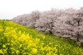 Cherry blossom tunnel and fields of yellow flowering nanohana at Kumagaya Arakawa Ryokuchi Park in Kumagaya,Saitama,Japan.Also kno Royalty Free Stock Photo