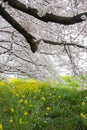 Cherry blossom tunnel and fields of yellow flowering nanohana at Kumagaya Arakawa Ryokuchi Park in Kumagaya,Saitama,Japan.Also kno Royalty Free Stock Photo