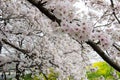 Cherry blossom tunnel and fields of yellow flowering nanohana at Kumagaya Arakawa Ryokuchi Park in Kumagaya,Saitama,Japan.Also kno Royalty Free Stock Photo