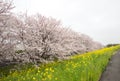 Cherry blossom tunnel and fields of yellow flowering nanohana at Kumagaya Arakawa Ryokuchi Park in Kumagaya,Saitama,Japan.Also kno