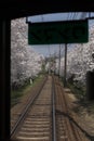 Cherry blossom tunnel, Keifuku line, Arashiyama, Kyoto from inside the train in sunny day in Kyoto