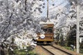 Cherry blossom tunnel, Keifuku line, Arashiyama, Kyoto. railway and brown train Royalty Free Stock Photo