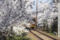 Cherry blossom tunnel, Keifuku line, Arashiyama, Kyoto. railway and brown train Royalty Free Stock Photo