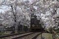 Cherry blossom tunnel, Keifuku line, Arashiyama, Kyoto. railway and brown train Royalty Free Stock Photo