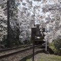 Cherry blossom tunnel, Keifuku line, Arashiyama, Kyoto. railway and brown train Royalty Free Stock Photo