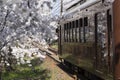 Cherry blossom tunnel, Keifuku line, Arashiyama, Kyoto. railway and brown train Royalty Free Stock Photo