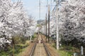 Cherry blossom tunnel, Keifuku line, Arashiyama, Kyoto. railway inside the train Royalty Free Stock Photo