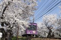 Cherry blossom tunnel, Keifuku line, Arashiyama, Kyoto. railway and pink train Royalty Free Stock Photo