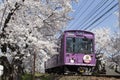 Cherry blossom tunnel, Keifuku line, Arashiyama, Kyoto. railway and pink train Royalty Free Stock Photo