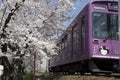 Cherry blossom tunnel, Keifuku line, Arashiyama, Kyoto. railway and pink train Royalty Free Stock Photo