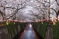 Cherry Blossom Tunnel at Meguro River, Tokyo, Japan Royalty Free Stock Photo