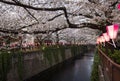 Cherry Blossom Tunnel at Meguro River, Tokyo, Japan Royalty Free Stock Photo
