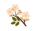 Cherry blossom twig. Delicate spring flowers on tree branch. Beautiful blooming floral plant sprig, gentle summer buds Royalty Free Stock Photo