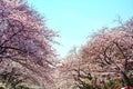 Cherry blossom in Ueno Park, Tokyo, Japan Royalty Free Stock Photo