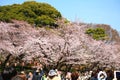 Cherry blossom in Ueno Park, Tokyo, Japan Royalty Free Stock Photo