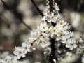 Cherry blossom with unfocused background