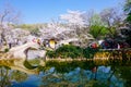 Cherry Blossom valley,wuxi,china