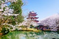 Cherry Blossom valley,wuxi,china