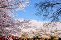 Cherry Blossom valley,wuxi,china