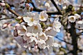 Cherry blossom in Vancouver, Beautiful BC, Canada Royalty Free Stock Photo