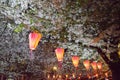 Cherry-Blossom Viewing Tokyo Festival with lantern