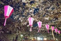 Cherry-Blossom Viewing Tokyo Festival with lantern