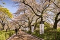 Cherry Blossom Walk, Tokyo