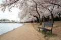 Cherry Blossom in Washington, D.C., with an empty chair Royalty Free Stock Photo