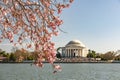 Cherry Blossom in Washington DC -Thomas Jefferson Memorial