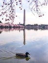 Cherry Blossom in Washington DC Tidal Basin with Washington Monument and pink cherry trees reflecting in the water. Royalty Free Stock Photo