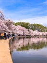 Cherry Blossom in Washington DC Tidal Basin with Washington Monument and pink cherry trees reflecting in the water. Royalty Free Stock Photo