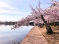 Cherry Blossom in Washington DC Tidal Basin with Washington Monument and pink cherry trees reflecting in the water. Royalty Free Stock Photo