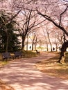 Cherry Blossom in Washington DC Tidal Basin with Washington Monument and pink cherry trees reflecting in the water. Royalty Free Stock Photo