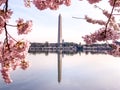 Cherry Blossom in Washington DC Tidal Basin with Washington Monument and pink cherry trees reflecting in the water. Royalty Free Stock Photo