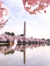 Cherry Blossom in Washington DC Tidal Basin with Washington Monument and pink cherry trees reflecting in the water. Royalty Free Stock Photo