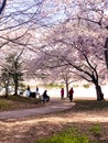 Cherry Blossom in Washington DC Tidal Basin with Washington Monument and pink cherry trees reflecting in the water. Royalty Free Stock Photo