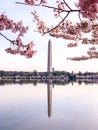 Cherry Blossom in Washington DC Tidal Basin with Washington Monument and pink cherry trees reflecting in the water. Royalty Free Stock Photo