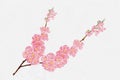 Cherry Blossom Water colour hand paint on water colour paper, Vector  beautiful natural Pink Sakura, illustration isolated Spring Royalty Free Stock Photo