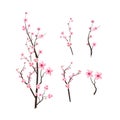 Cherry blossom with watercolor blooming Sakura. Realistic Cherry blossom branch elements. Sakura flower branch illustration. Pink