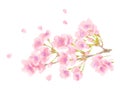 Cherry blossom watercolor illustration