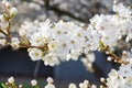 Cherry blossom with white